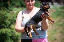 HIROKI, Hund, Dackel-Mix in Ungarn - Bild 5