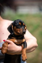 HIROKI, Hund, Dackel-Mix in Ungarn - Bild 6