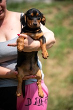 HIROKI, Hund, Dackel-Mix in Ungarn - Bild 8