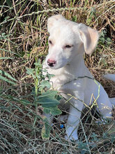 MARCH, Hund, Mischlingshund in Rumänien - Bild 1