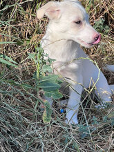 MARCH, Hund, Mischlingshund in Rumänien - Bild 3