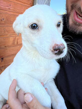 MARCH, Hund, Mischlingshund in Rumänien - Bild 5