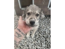 SPERANZO, Hund, Mischlingshund in Rumänien - Bild 1