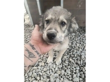 SPERANZO, Hund, Mischlingshund in Rumänien - Bild 2