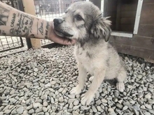 SPERANZO, Hund, Mischlingshund in Rumänien - Bild 3