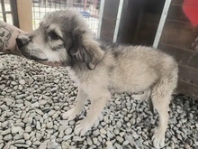 SPERANZO, Hund, Mischlingshund in Rumänien - Bild 4