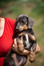 HEIDEN, Hund, Dackel-Mix in Ungarn