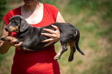 HEIDEN, Hund, Dackel-Mix in Ungarn - Bild 2