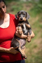 HEIDEN, Hund, Dackel-Mix in Ungarn - Bild 3
