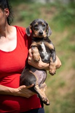 HEIDEN, Hund, Dackel-Mix in Ungarn - Bild 4