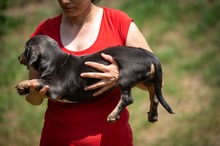 HEIDEN, Hund, Dackel-Mix in Ungarn - Bild 5