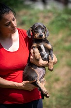 HEIDEN, Hund, Dackel-Mix in Ungarn - Bild 6