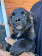 AUGUST, Hund, Mischlingshund in Rumänien - Bild 2