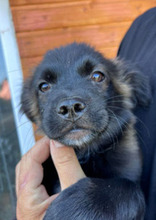 AUGUST, Hund, Mischlingshund in Rumänien - Bild 3