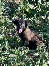 AUGUST, Hund, Mischlingshund in Rumänien - Bild 4