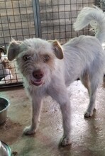 MIA, Hund, Mischlingshund in Spanien - Bild 1