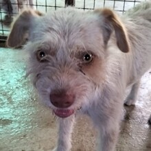 MIA, Hund, Mischlingshund in Spanien - Bild 2