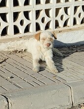 MIA, Hund, Mischlingshund in Spanien - Bild 4