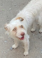 MIA, Hund, Mischlingshund in Spanien - Bild 5