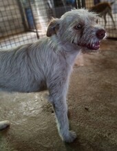 MIA, Hund, Mischlingshund in Spanien - Bild 6