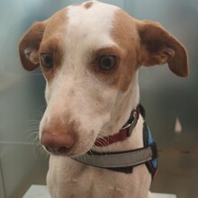 PERLA, Hund, Mischlingshund in Spanien - Bild 1