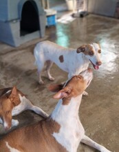 PERLA, Hund, Mischlingshund in Spanien - Bild 2