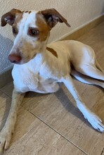 PERLA, Hund, Mischlingshund in Spanien - Bild 3