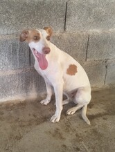 PERLA, Hund, Mischlingshund in Spanien - Bild 4