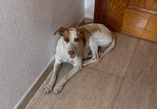 PERLA, Hund, Mischlingshund in Spanien - Bild 5