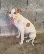 PERLA, Hund, Mischlingshund in Spanien - Bild 6