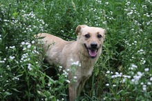HOLLY, Hund, Mischlingshund in Rumänien - Bild 2