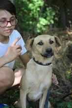 HOLLY, Hund, Mischlingshund in Rumänien - Bild 3