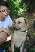 HOLLY, Hund, Mischlingshund in Rumänien - Bild 4