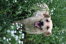 HOLLY, Hund, Mischlingshund in Rumänien - Bild 5
