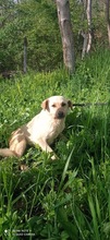 HOLLY, Hund, Mischlingshund in Rumänien - Bild 6