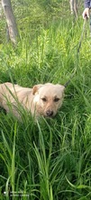 HOLLY, Hund, Mischlingshund in Rumänien - Bild 7