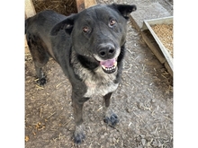 MACIS, Hund, Mischlingshund in Rumänien - Bild 1