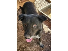 MACIS, Hund, Mischlingshund in Rumänien - Bild 2