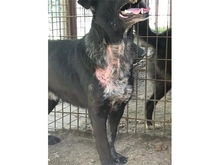 MACIS, Hund, Mischlingshund in Rumänien - Bild 3