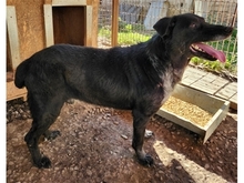 MACIS, Hund, Mischlingshund in Rumänien - Bild 4