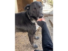 MACIS, Hund, Mischlingshund in Rumänien - Bild 5