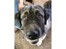 OZZY, Hund, Mischlingshund in Rumänien
