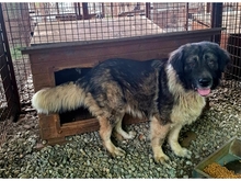 OZZY, Hund, Mischlingshund in Rumänien - Bild 3