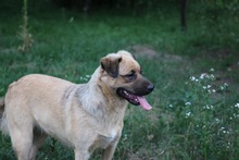 LUNA, Hund, Mischlingshund in Rumänien - Bild 1