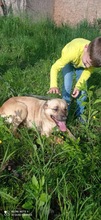 LUNA, Hund, Mischlingshund in Rumänien - Bild 10