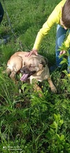 LUNA, Hund, Mischlingshund in Rumänien - Bild 11