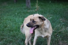 LUNA, Hund, Mischlingshund in Rumänien - Bild 2