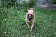 LUNA, Hund, Mischlingshund in Rumänien - Bild 3
