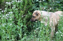 LUNA, Hund, Mischlingshund in Rumänien - Bild 4