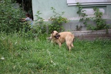 LUNA, Hund, Mischlingshund in Rumänien - Bild 5